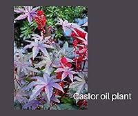 Vista 7 de Cepillos de dientes de bambú biodegradables Cerdas duras, suaves/medias Vegano Cepillo de dientes sin plástico Embalaje biodegradable