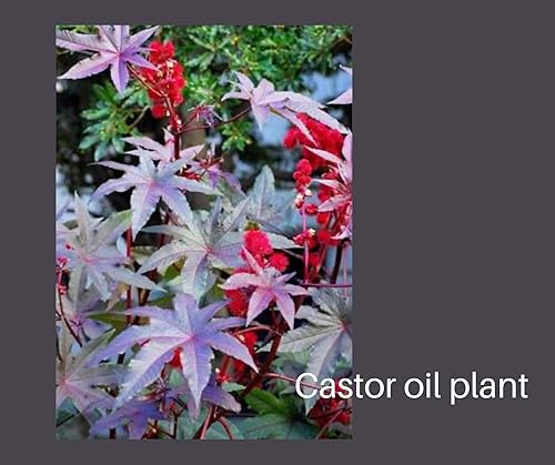 Miniatura 7 de Cepillos de dientes de bambú biodegradables | Cerdas de plantas duras, suaves/medianas | Vegano | Cepillo de dientes sin plástico | Embalaje