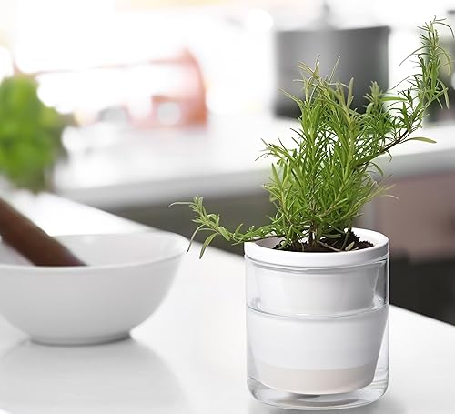 Miniatura 5 de D'vine Dev 373-A-2 - Maceta de riego automático de 4 pulgadas para plantas de interior, macetas de terracota blanca con vaso cilíndrico de vidrio,