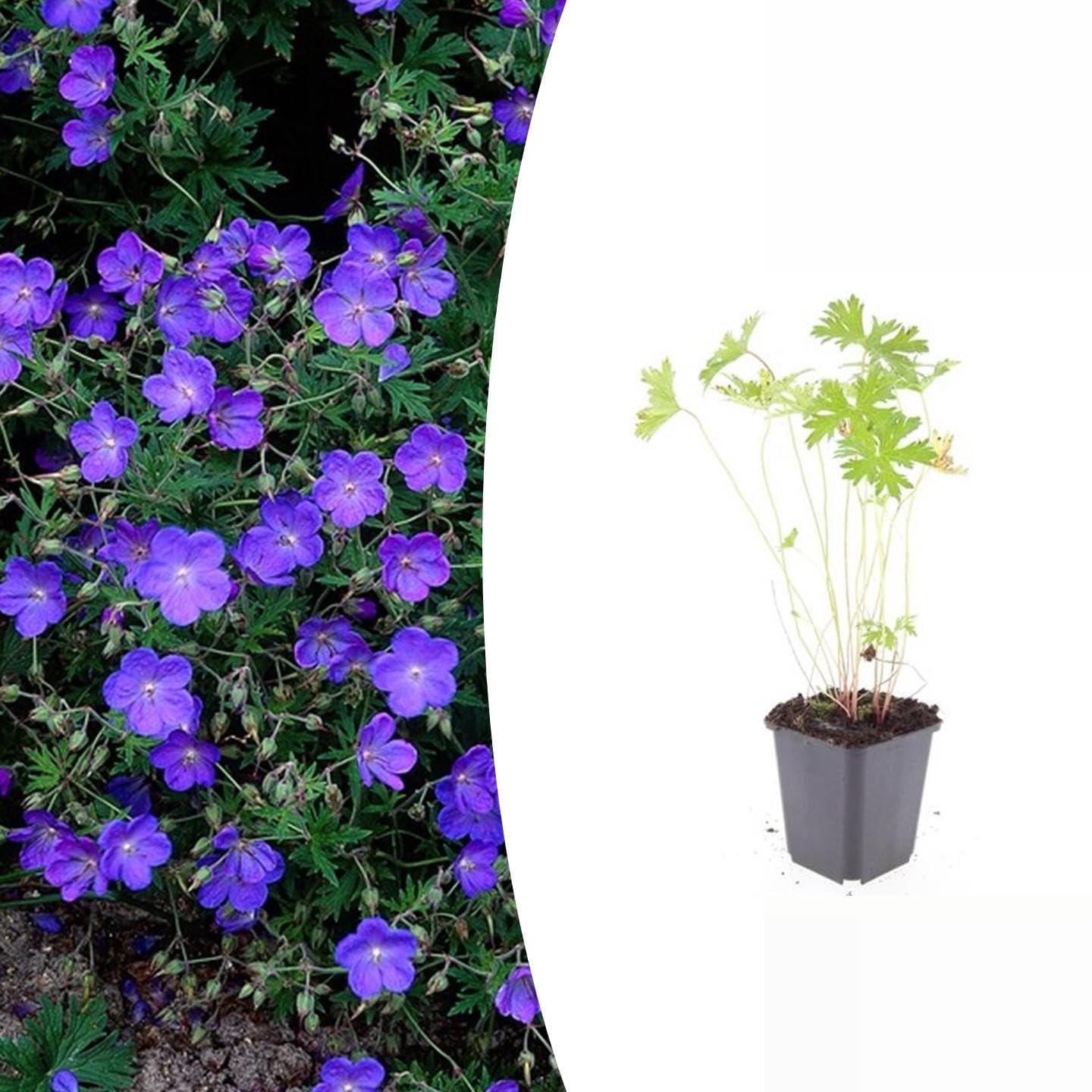 Trendyplants - Geranium 'Johnson’s Blue' - 6 pièces - Géranium vivace - Résistant au froid - Hauteur 10–30 cm - Taille du pot Ø9cm