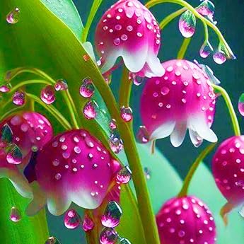 Easy to Grow Hardy Perennial Rare Lily of the Valley Gardens High Ornamental Value 5 Bulbs A