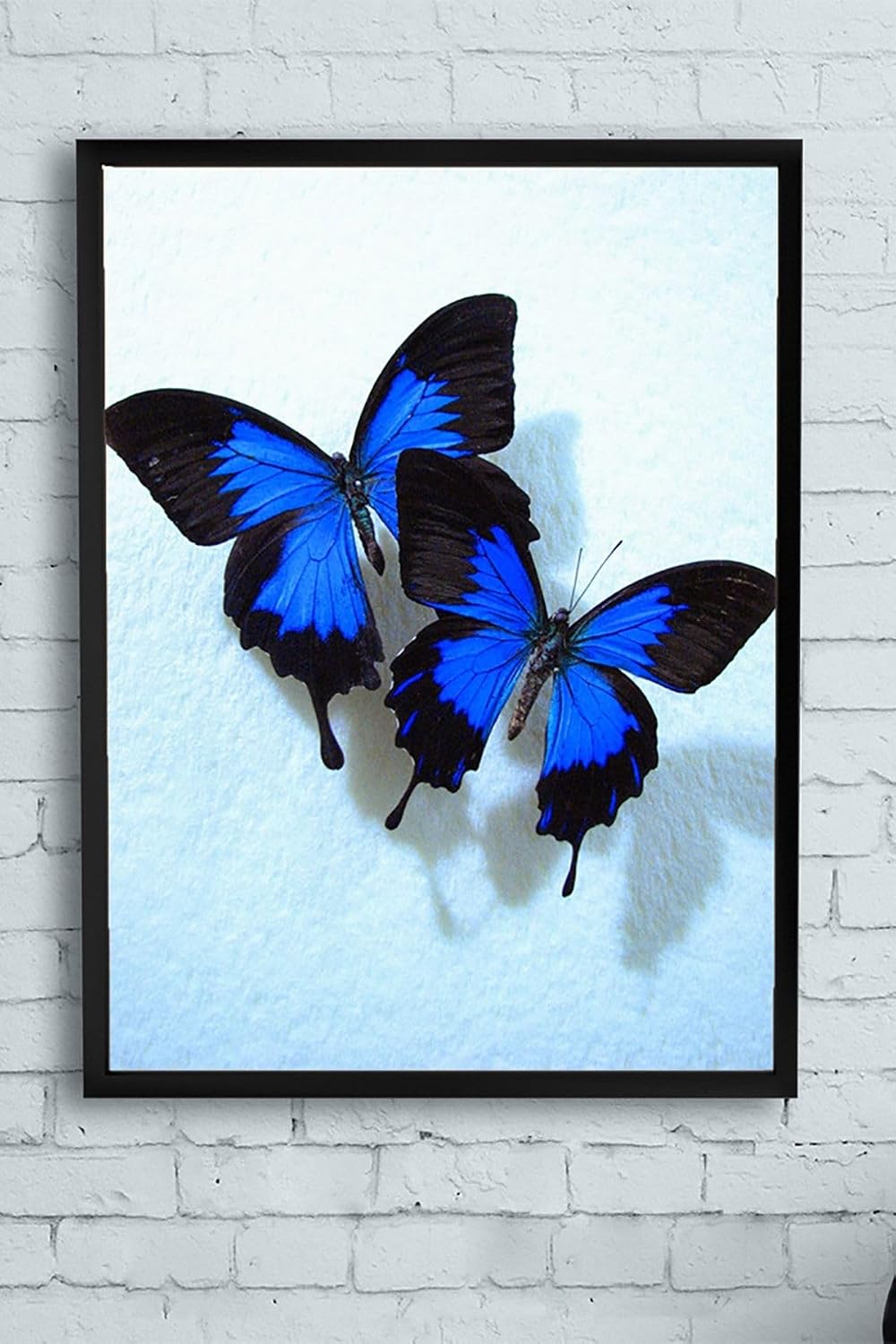 Postermanya (pster11650) Kelebek Hayvan Çerçeveli Tablo (40x50cm)