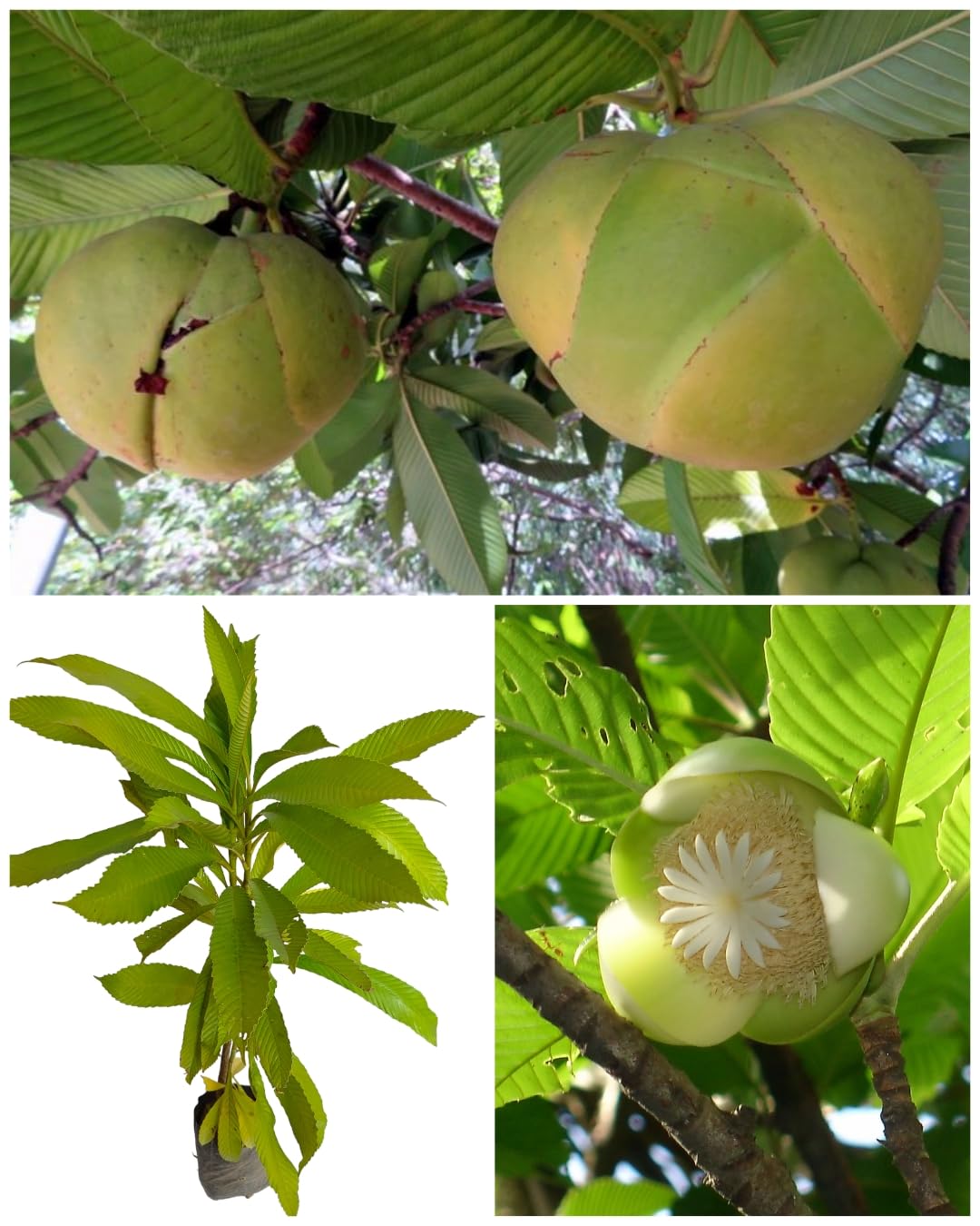 Chalta Plant/Thai Elephant Apple - Hybrid Dillenia Indica Karmal Chilta Uva Yielding Early Fruting Grafted Fruit Tree (1 Healthy Live Plant, Plant Height 3-4 feet) on Grow Bag For Home Garden
