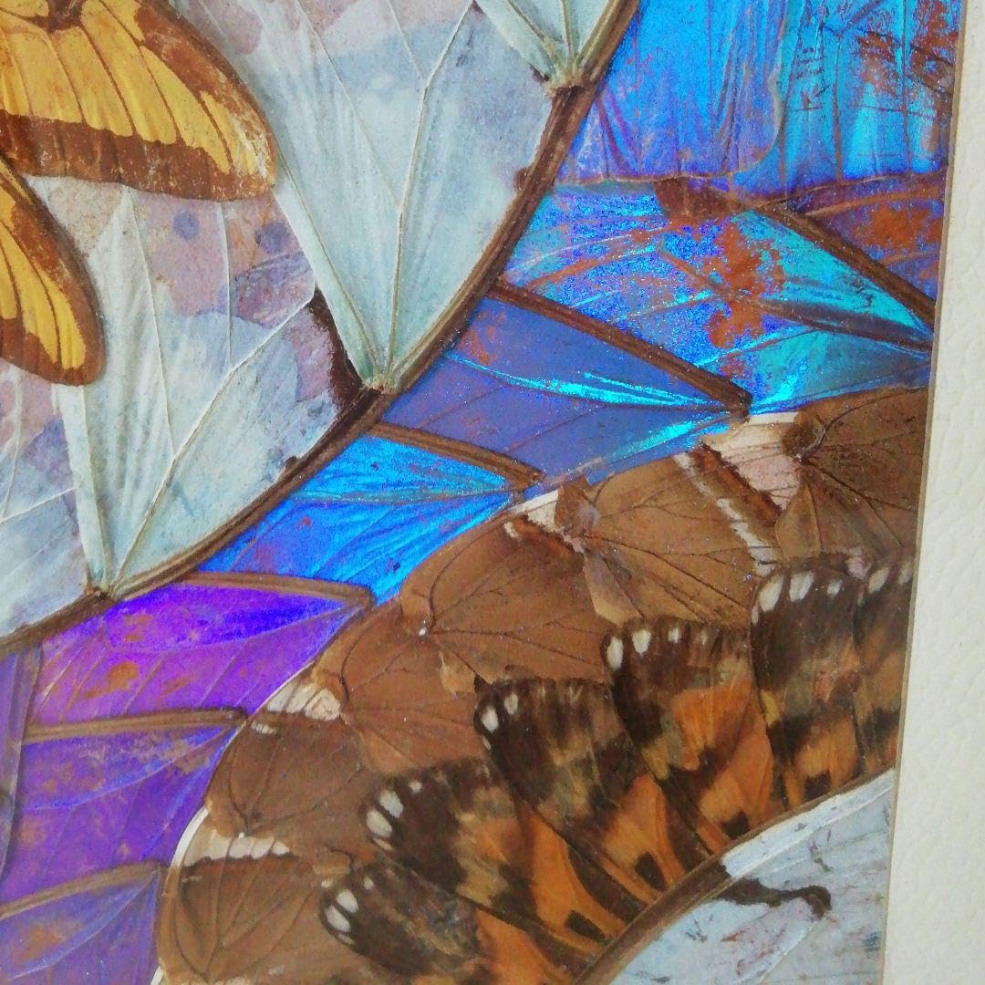 Amazon.co.jp: モルフォ蝶 標本 額縁アート : 文房具・オフィス用品