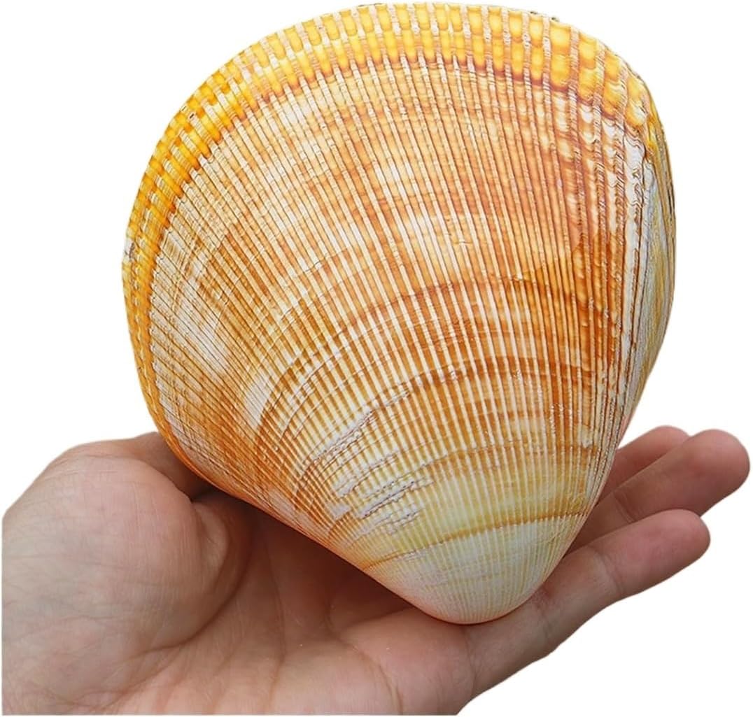 Ocean Conch Jumbo Seashells ， Natural Sea Shells, Large Natural Sea Shells, Ocean Conch 11-12Cm Jumbo Seashells Perfect for Wedding Decor, Home Decorations, Fish Tank