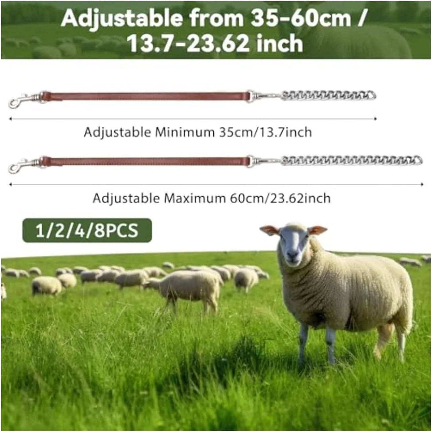 Goat Collar Brahma Webb Goat Collar Nickel Plated Chain for Farm Animals Durable Adjustable Leather Strap with Metallic Finish Ideal for Small Farm Animal Sheep Cow