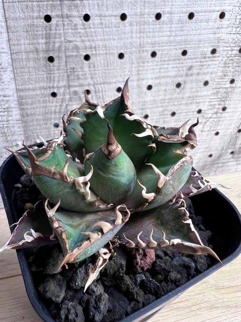 アガベ チタノタ オテロイ 赤猫 ゴリ猫 連刺 ボールタイプ 2 特選