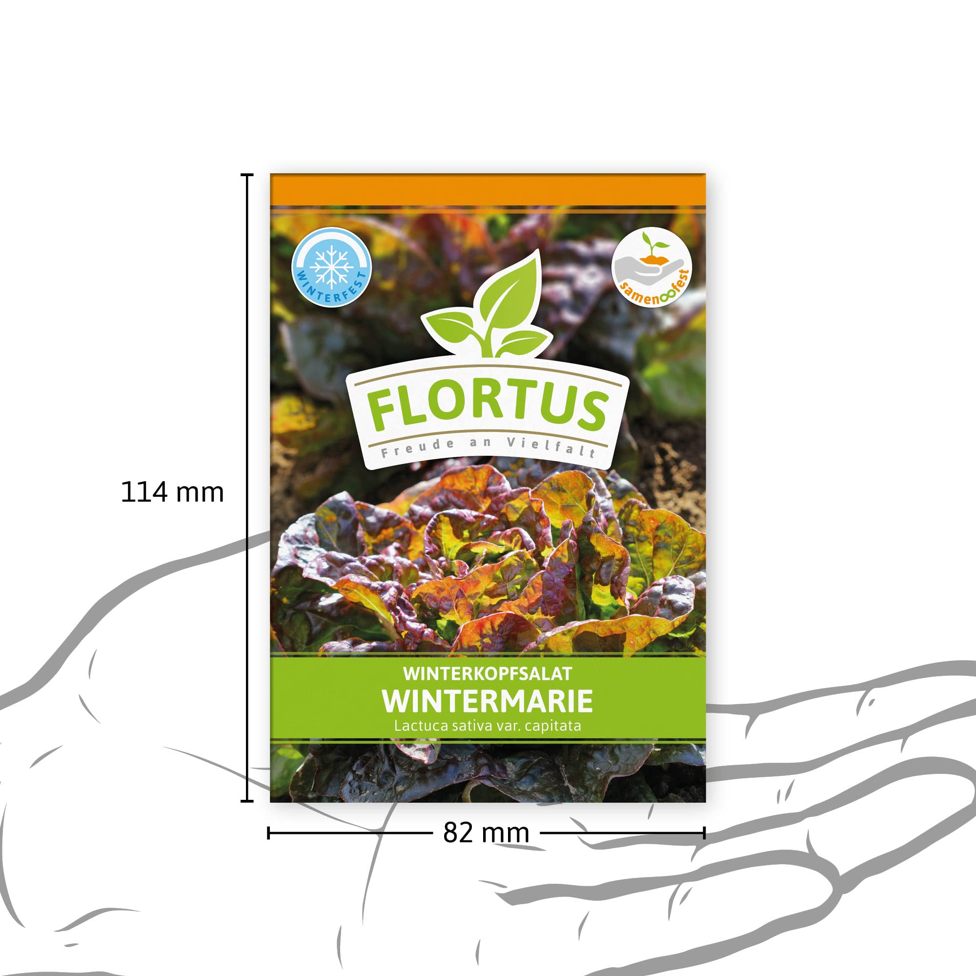 spinat saatgut gewinnen Saatgut Spinat 'Monstrueux de Viroflay' - Spinacia oleracea monstrueux de  viroflay