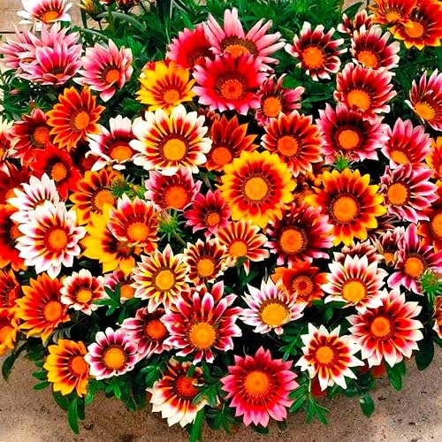 Miniatura 4 de Showy Gazania Flower Mix Perenne 100+ semillas para plantar flores del tesoro sin OMG Margarita africana