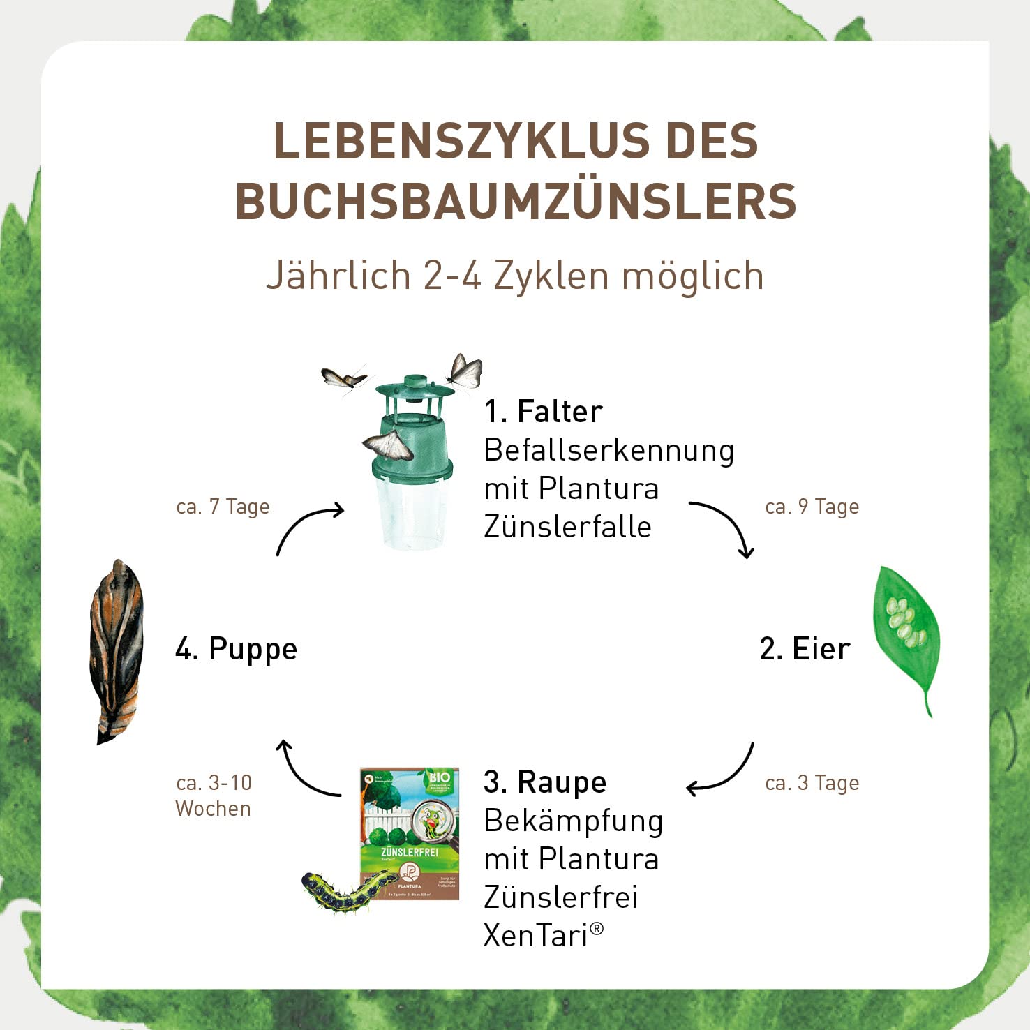 Plantura Zünslerfalle, insektizidfreie Pheromonfalle für Buchsbaumzünsler, 2 Stück