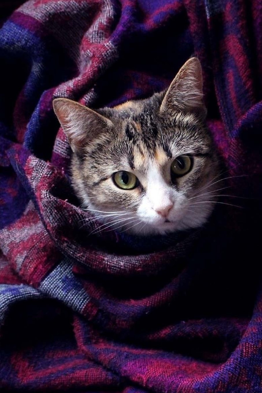 Cute Gray Cat and Textile Blank Lined 6 x 9 Journal 150 Pages