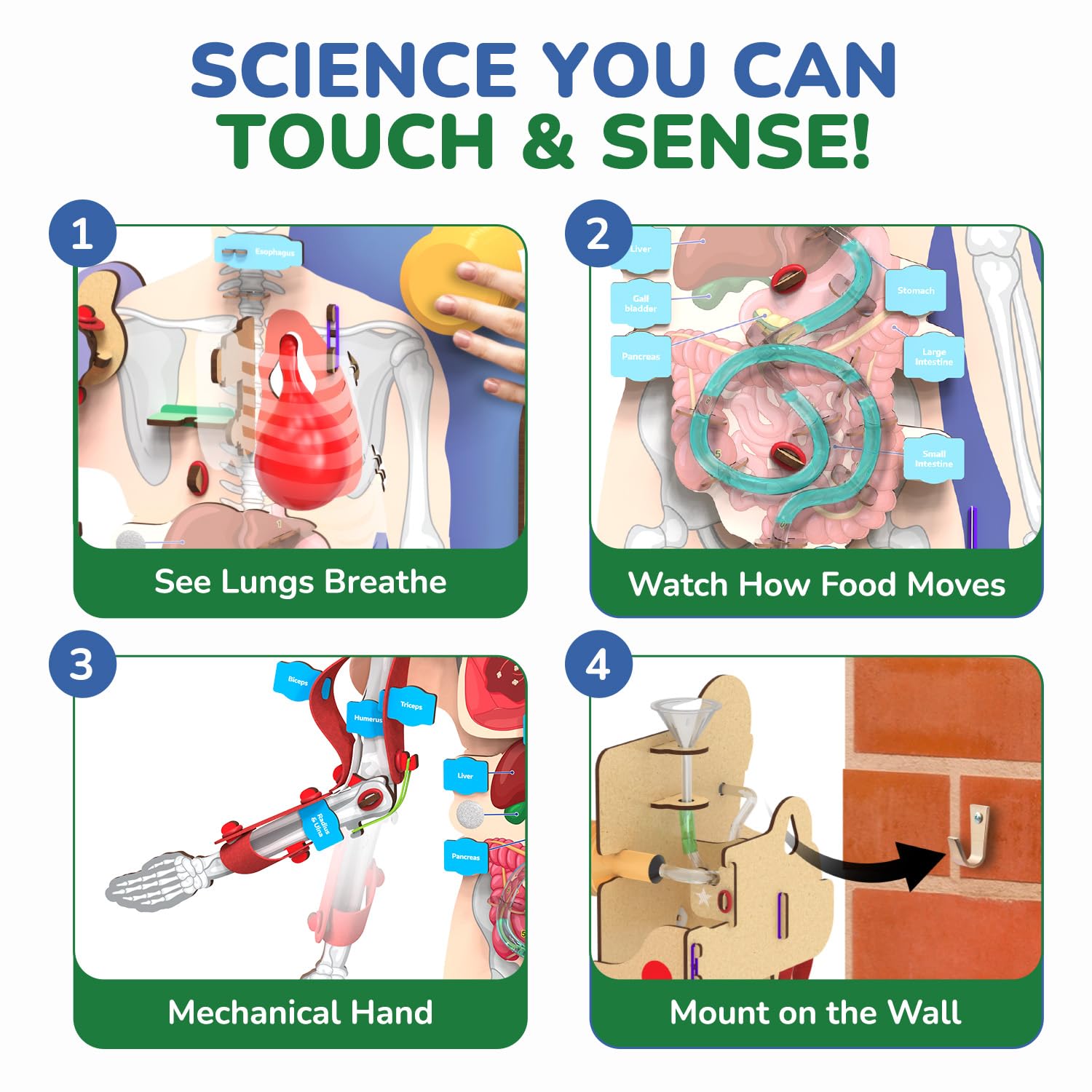 Smartivity Interactive Human Body Model for Kids 8-14 Years — Amazon image 4
