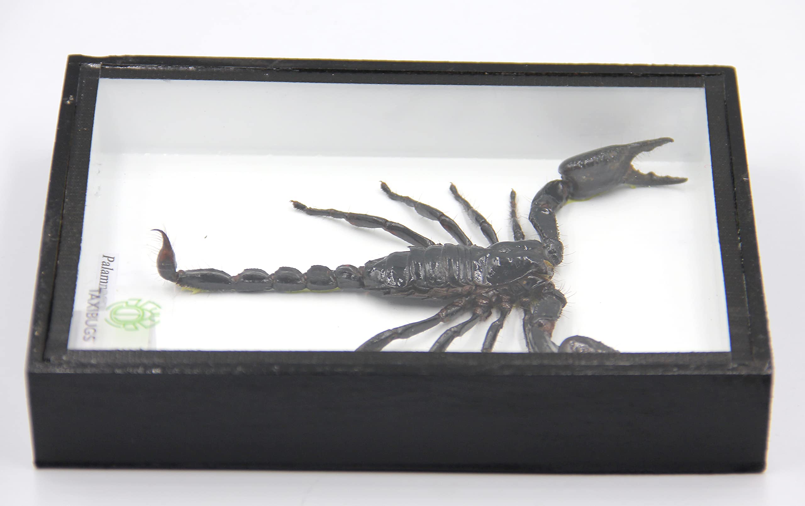 Amazon.com: Real Exotic Poisonous Scorpion – Preserved Taxidermy