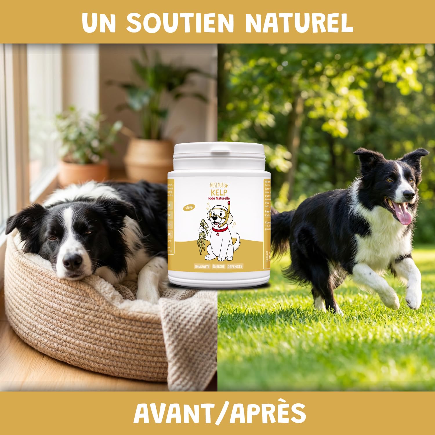 Kelp en Poudre pour Chien et Chat - Complément Alimentaire 100% Naturel - Riche Iode et en Minéraux - Boost Les Défenses Immunitaire - Soutien la Thyroïde - 100g