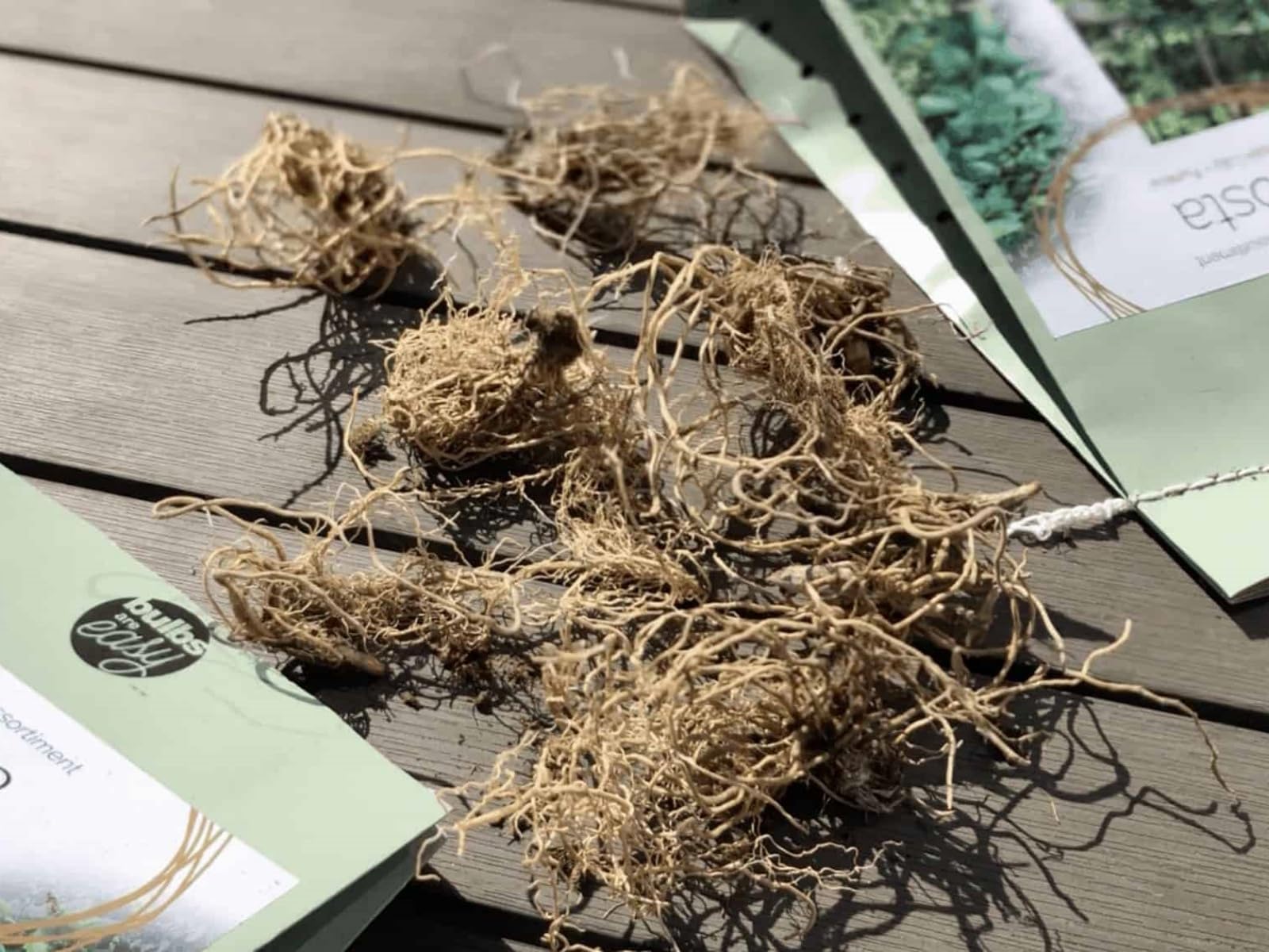Easy-Hardy hosta - sadzenie obramowania ogrodu - nie więdnie zimą - kolekcja liści hosta / które szybko rosną/złoty jadeit rzeźbienie-4 korzenie-D