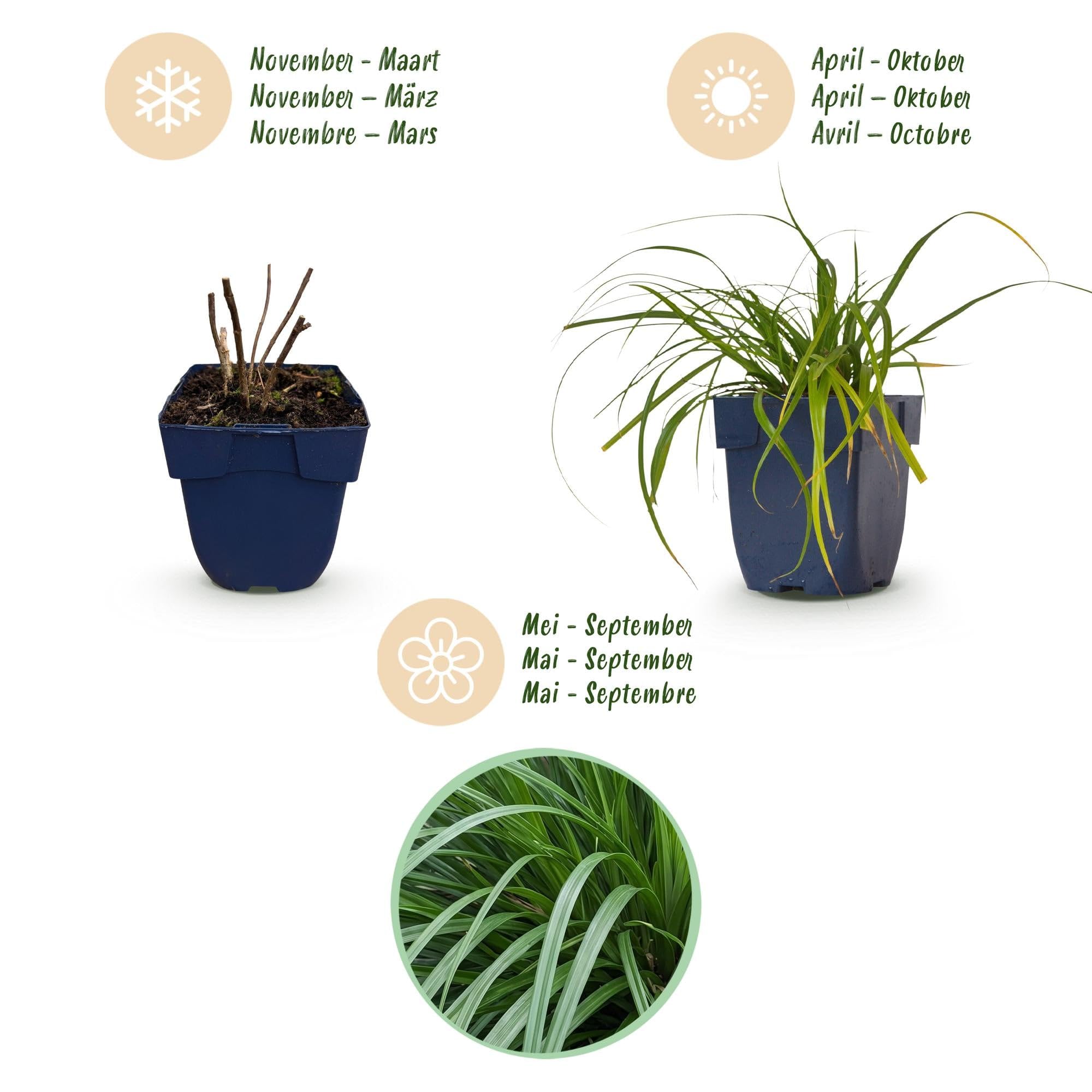 Green boutiQ - Gräser - Carex oshimensis Evergreen - Japanisches Sauergras - Immergrün - Grün - 24 Pflanzen - Topf 11cm - Höhe 15-25cm