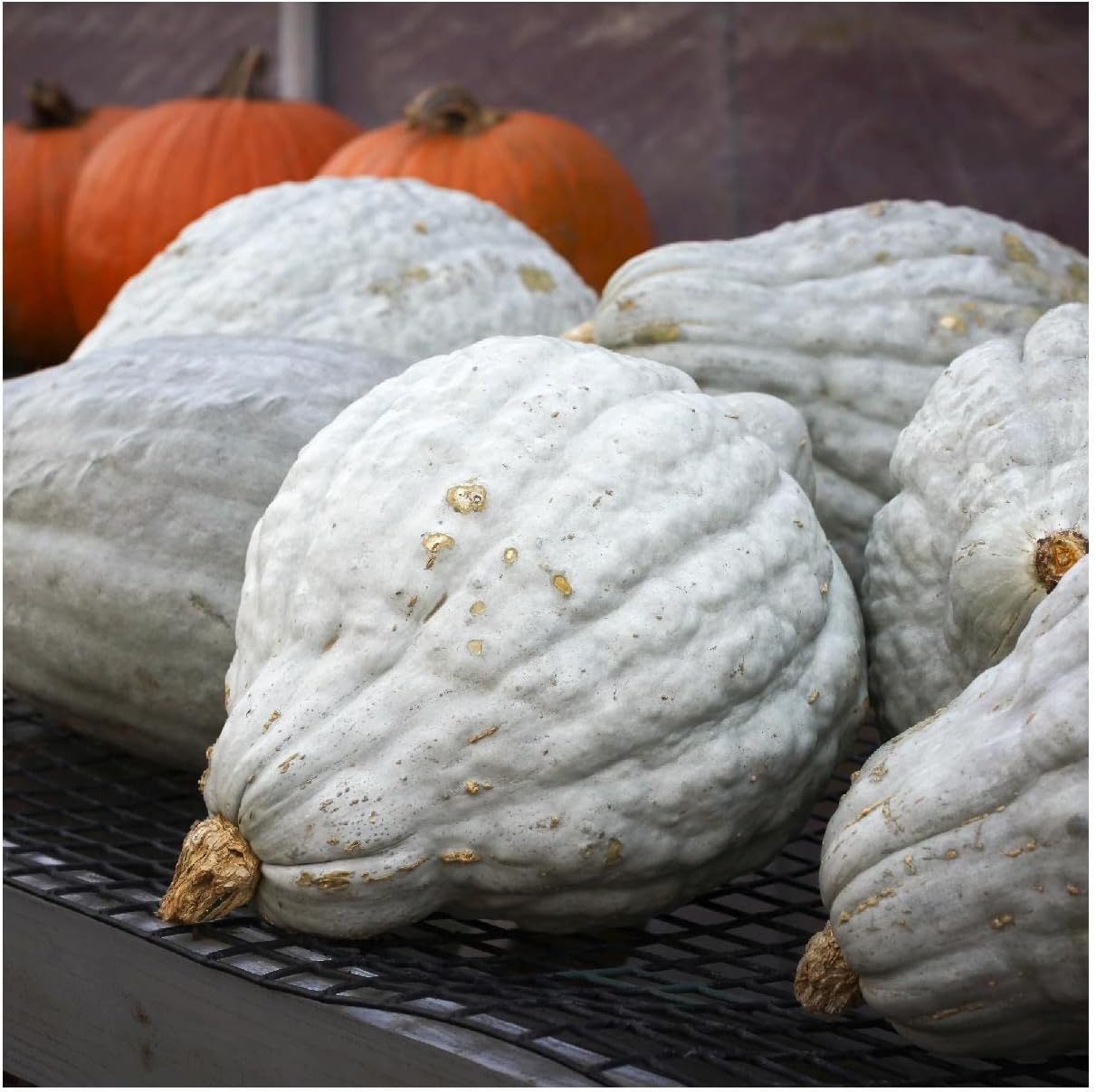 Everwilde Farms - 1 Lb Blue Hubbard Winter Squash Seeds - Gold Vault