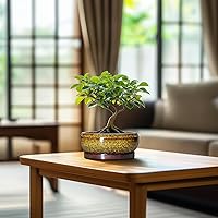 Vista 8 de Macetas pequeñas para bonsái, macetas de cerámica para suculentas de 6 pulgadas con orificio de drenaje y platillo, maceta redonda poco profunda