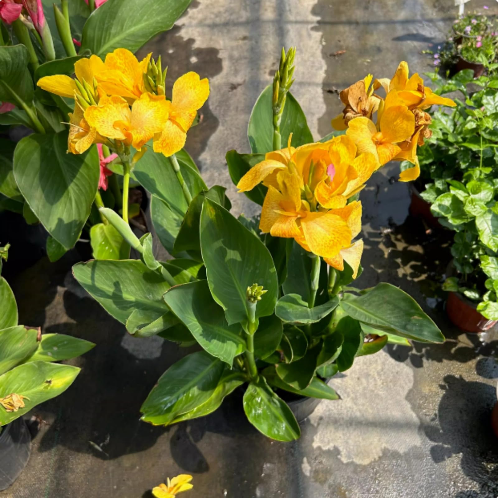 Canna Lily Bulbs for Planting Now UK,Strong Plants that Grow Fast/Golden Jade Carving Feels Wonderful-1 Bulb-D
