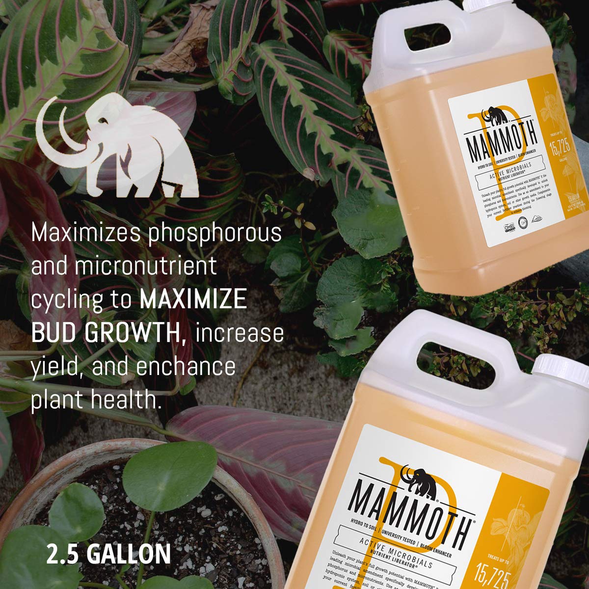 Amazon.com : Mammoth P Bloom Booster - Microbial Inoculants 16