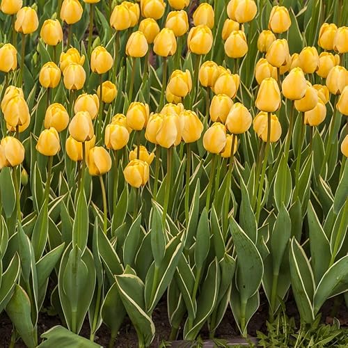 Oferta increíble! Flores gigantes de tulipán amarillo dorado del mundo, 3 bombillas, fácil de cultivar, para plantación de jardín de otoño, perenne,