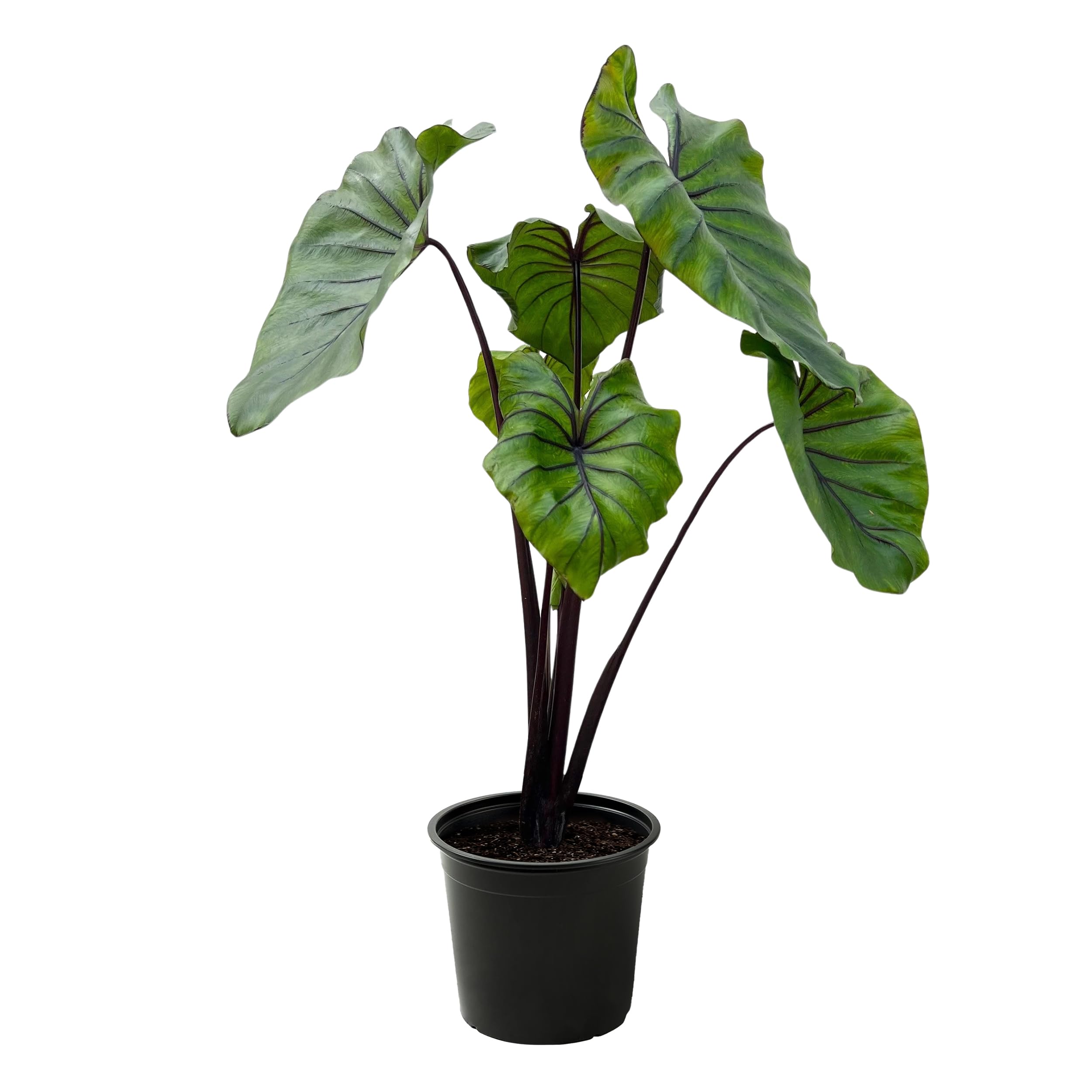 Live Colocasia Pharaoh's Mask