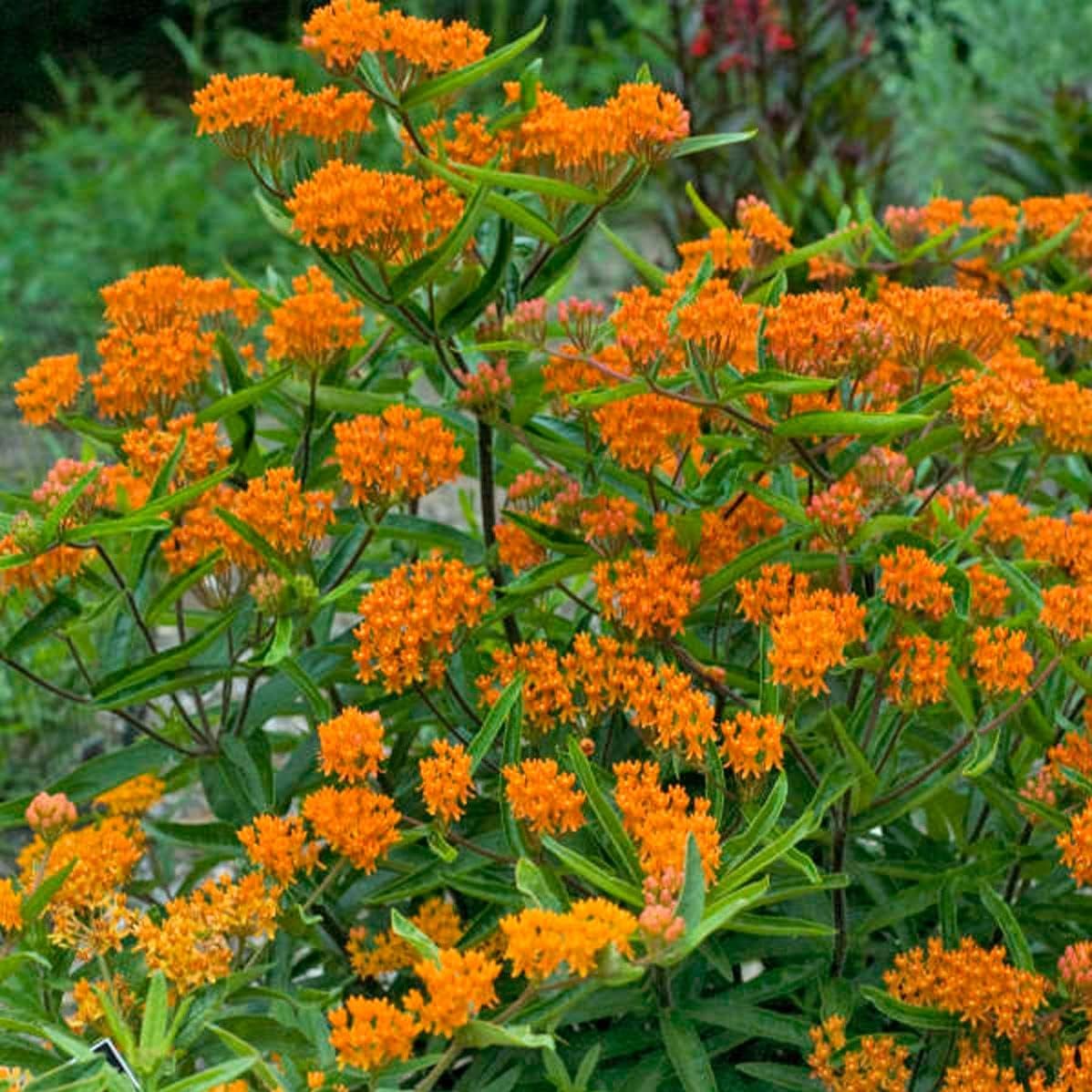 Butterfly Weed Flower Roots - Perennial, Stunning Orange Blooms - Asclepias Tuberosa Roots for Planting, Perfect for Any Garden - Low Maintance and Easy to Grow (4 Pack)
