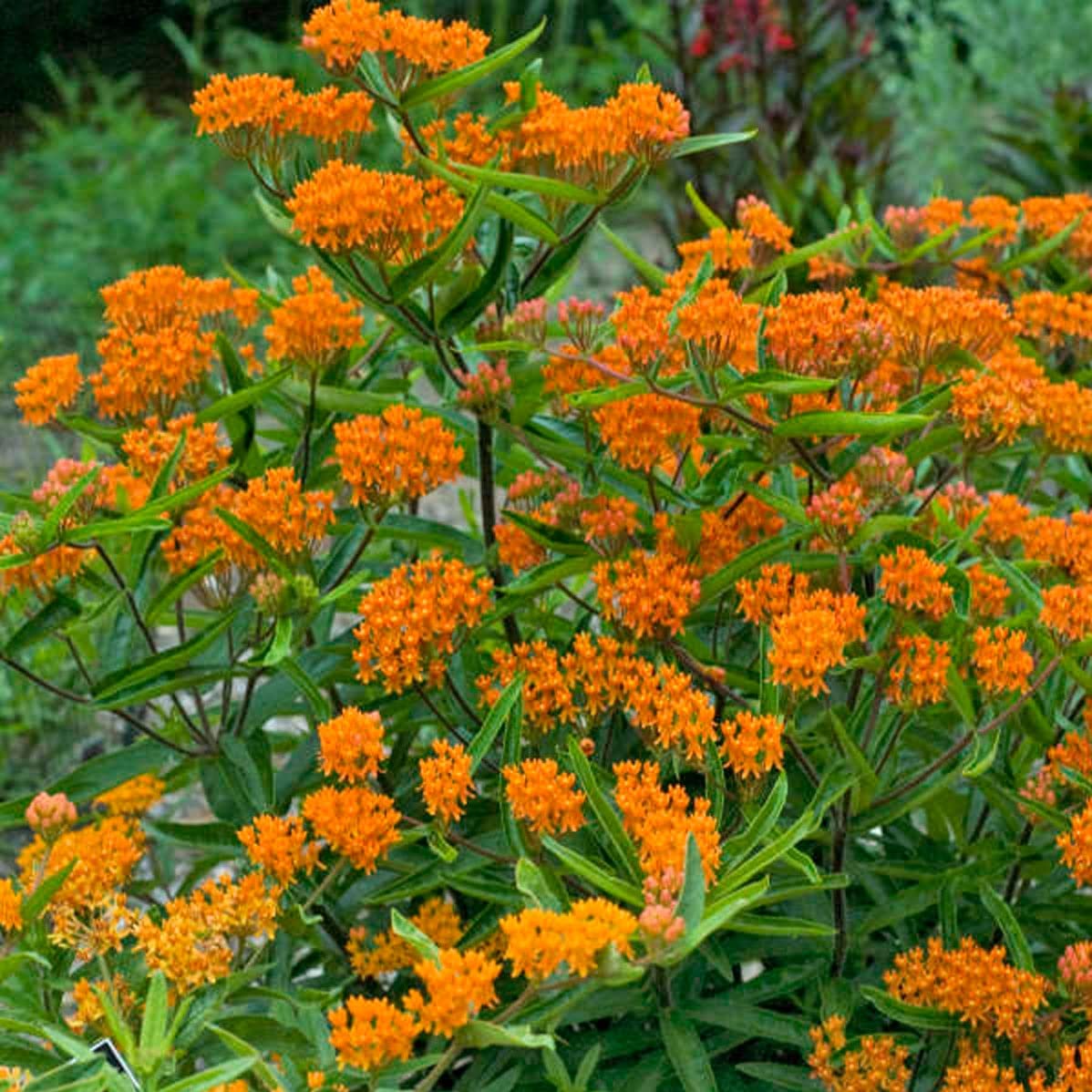 Votaniki Butterfly Weed Flower Roots