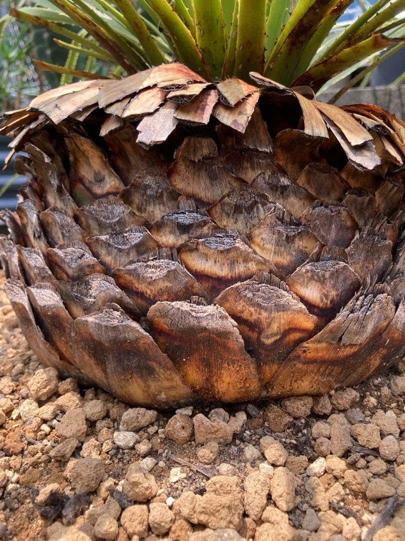 耐寒性ダシリリオン ミキワネンシス大株◇ドライガーデン多肉サボテン 耐寒性ダシリリオン ミキワネンシス大株◇ドライガーデン多肉サボテン