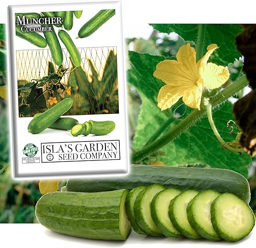 Miniatura 1 de Muncher - Semillas de pepino para plantar, más de 25 semillas tradicionales por paquete, semillas de jardín de Isla (semillas de jardín de Isla),