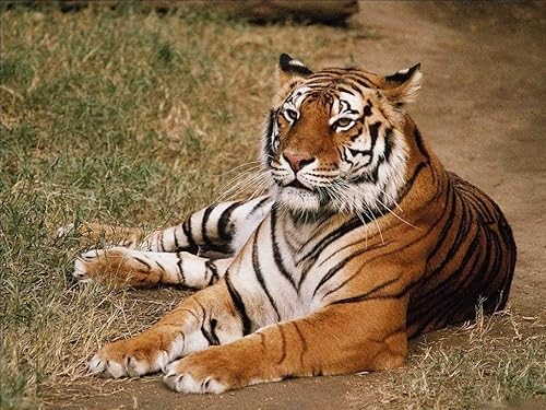 Miniatura 8 de Pup Go Antorcha de animales y proyector con 3 discos, 24 imágenes, antorcha para niños, juguetes de animales, pequeños regalos para niños, regalo