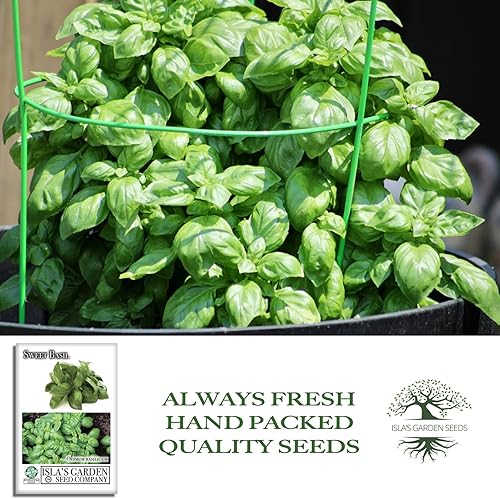 Miniatura 4 de Sweet Basil Seeds (Ocimum basilicum)  250+ Non-GMO & Heirloom Seeds by Islas Garden Seeds, Classic Aromatic Culinary Herb, Fast-Growing Variety,