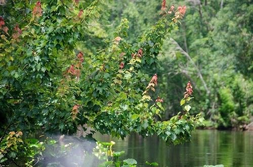 Miniatura 2 de Árbol de arce rojo  3 árboles vivos  Acer rubrum  Árbol de sombra de crecimiento rápido de belleza nativa americana  Follaje de otoño hábitat