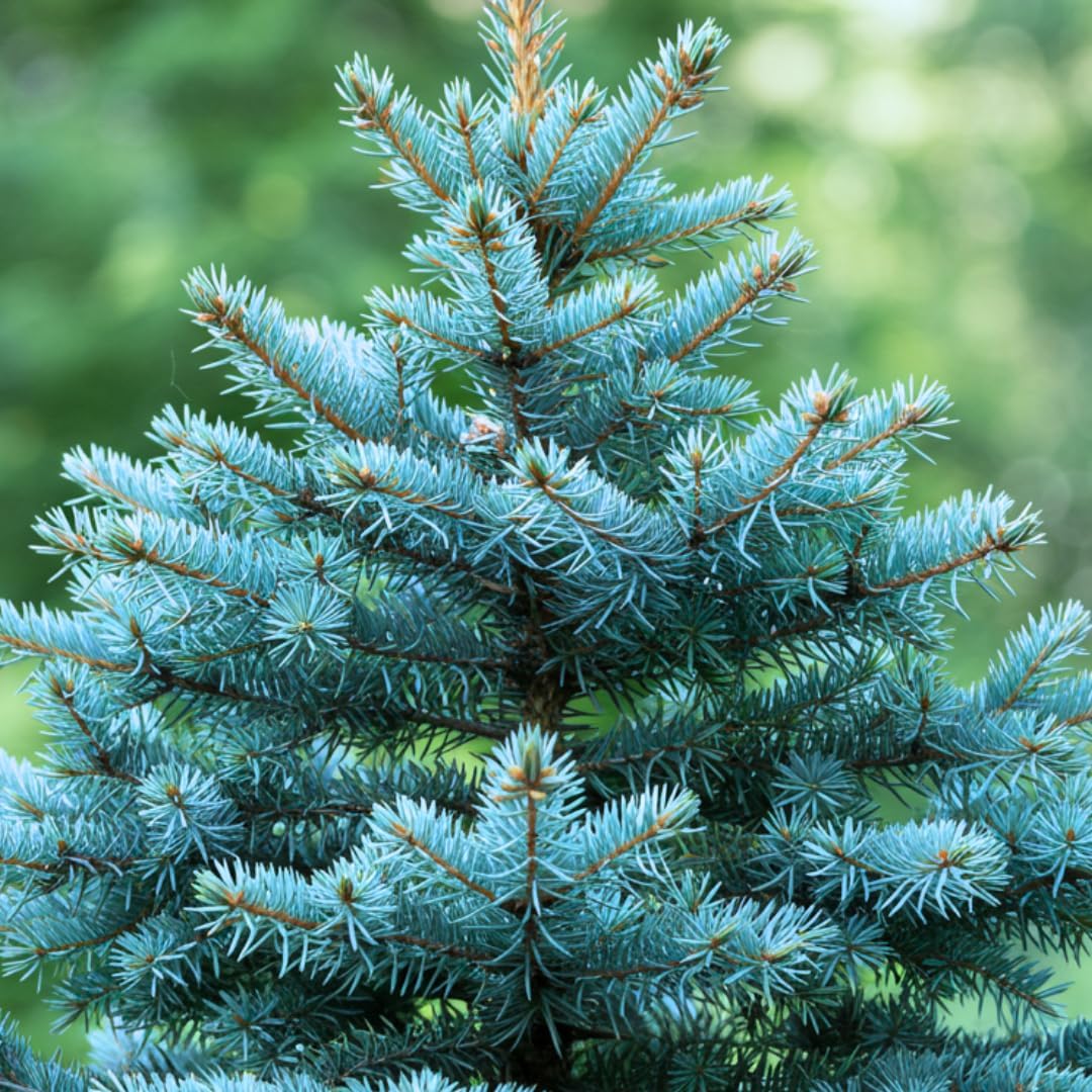 100 Blue Spruce Seeds for Planting | Colorado Blue Spruce, Picea pungens glauca | Attractive Trees fro Privacy or Landscaping