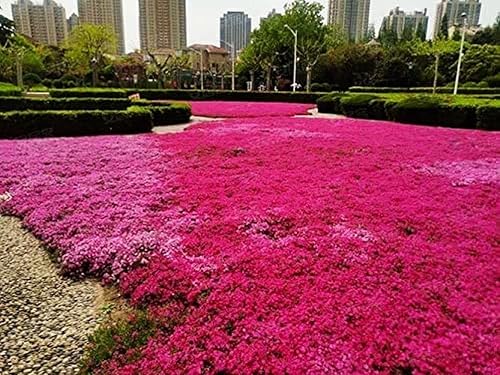 Miniatura 6 de Semillas de tomillo 2000 mezcla de semillas rastreras rojas para plantar, flor perenne común de timo lanudo enano y elfín