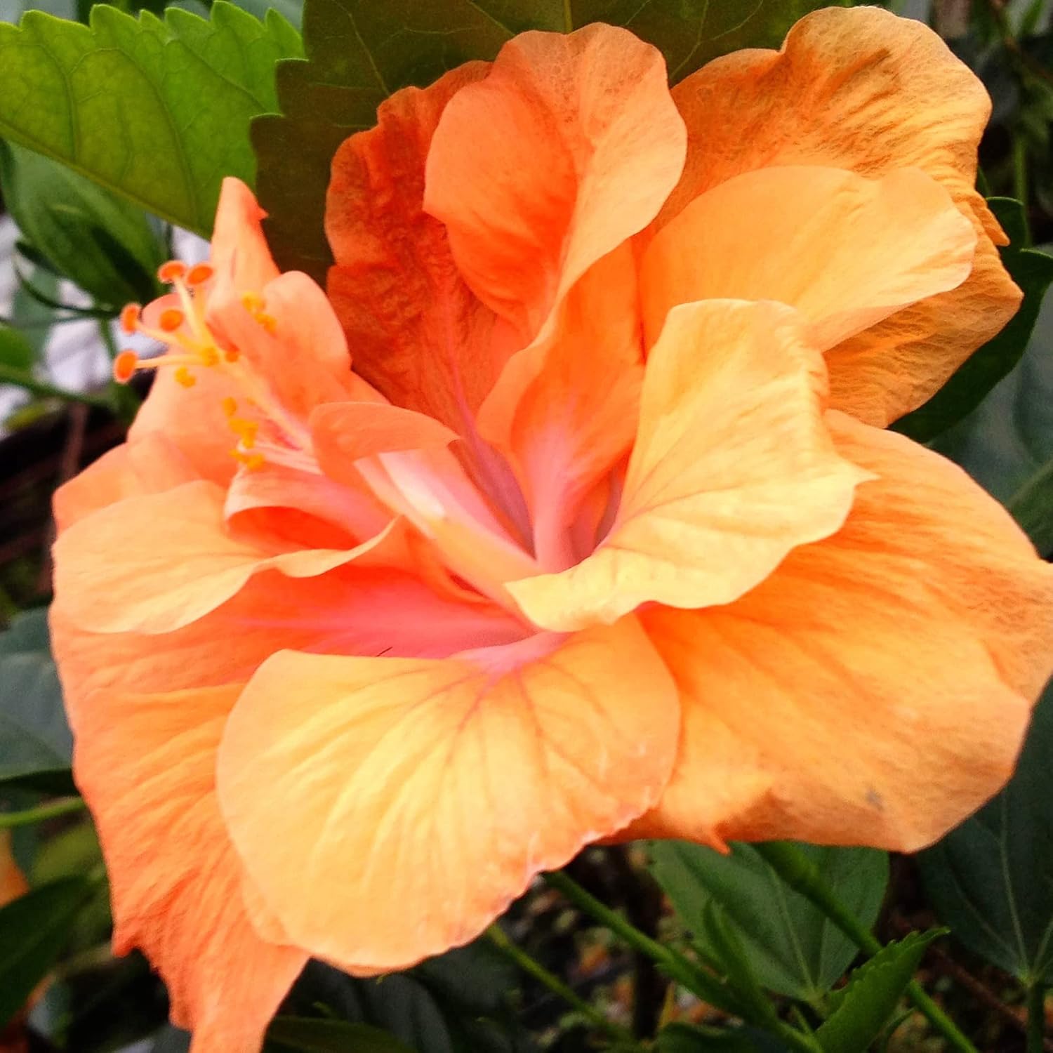 Double Orange Yellow Hibiscus Seeds Large, Vibrant Flowers