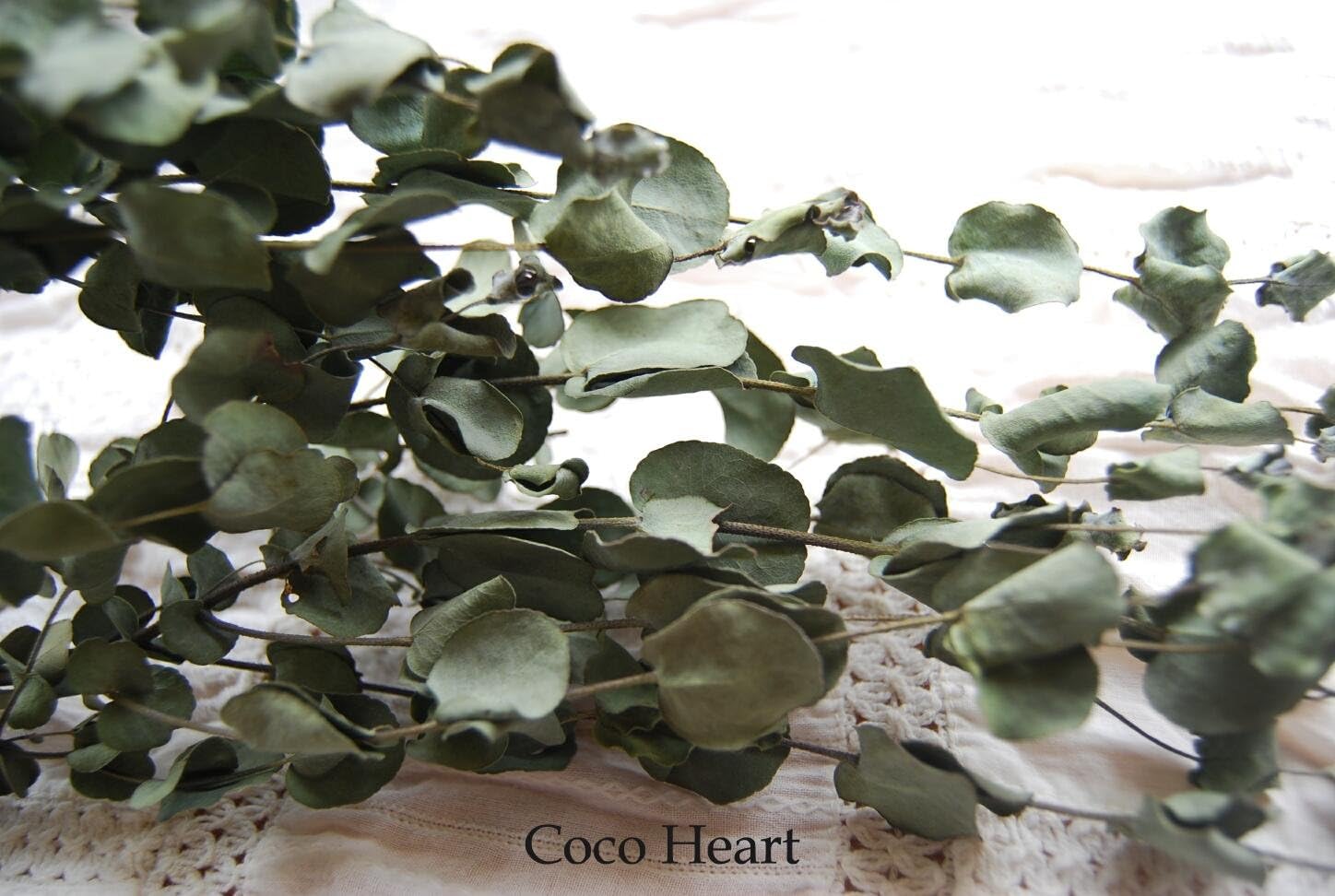 Amazon Coco Heart グニーユーカリ 専用乾燥機仕上げ 木の実 ドライフラワー ドライフラワー