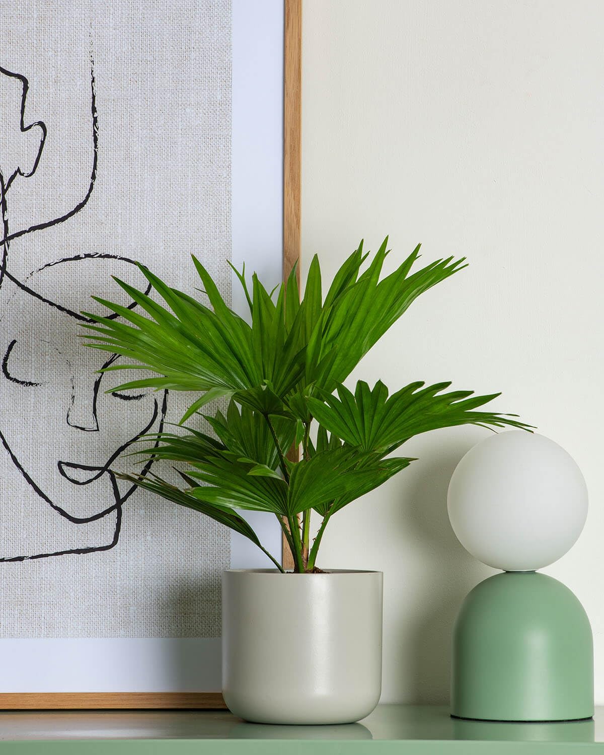 Prickle Plants Footstool Palm - Tropical Indoor Palm with Graceful Green Fronds, Easy Care Plant for Stylish Home or Workspace (30-40cm incl. 12cm Pot)