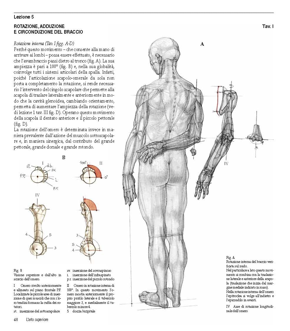 Struttura uomo in movimento. Manuale di anatomia artistica