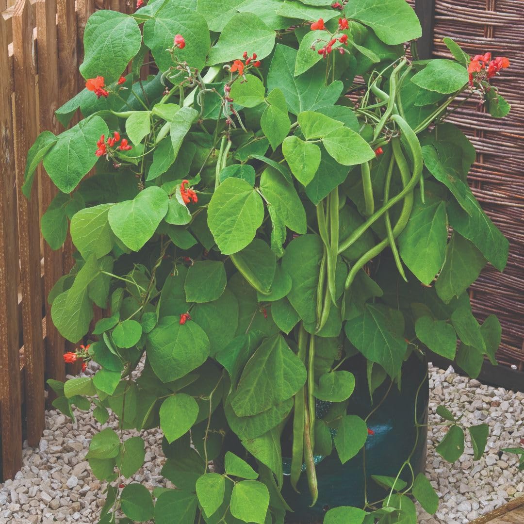 Runner Bean 'Firestorm', Red Flowers, Heavy Crop, 1 Packet x 30 Seeds By Suttons
