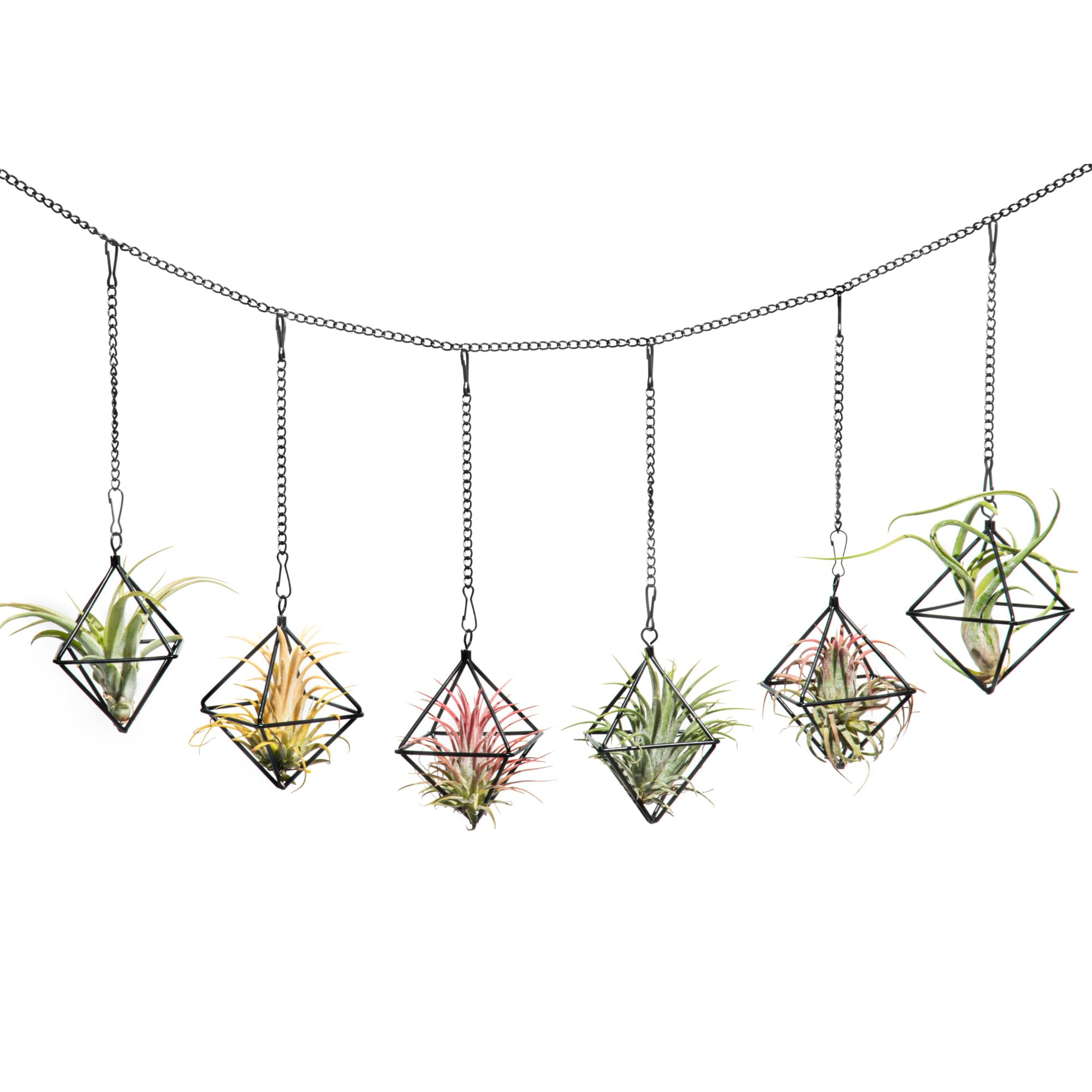 Lot de 6 supports à suspendre pour plantes aériennes noires - Petits aérofères en métal - Cadre géométrique Tillandsia avec chaînes pour fixation murale - Décoration Himmeli (sans plante)