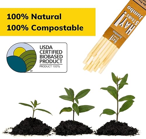 Miniatura 3 de HAY! Straws Pajitas de tallo de caña jumbo  Martini 6 pulgadas  250 unidades  0.197-0.295 in de diámetro  100% a base de plantas, certificado