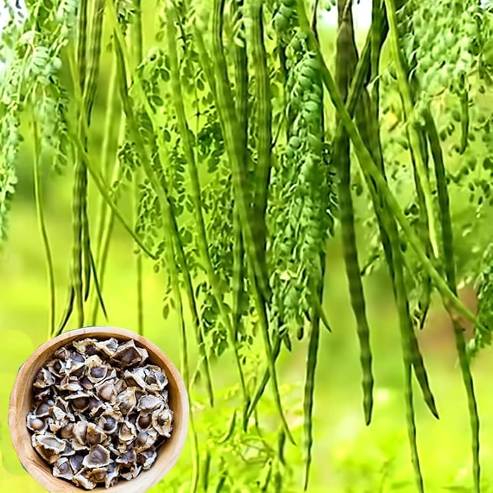 Broccoli Seeds - Grow Your Own! -21