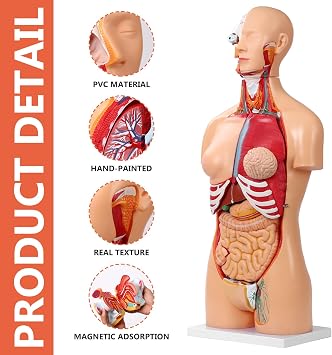 JNMFTD Human Torso Anatomy Model, 33.4 inch 32-Part Removable Human Organs Model Heart Brain Head Visceral Liver Lung Dual-Sex with Product Manual Base for Medical Science Lab Training Education