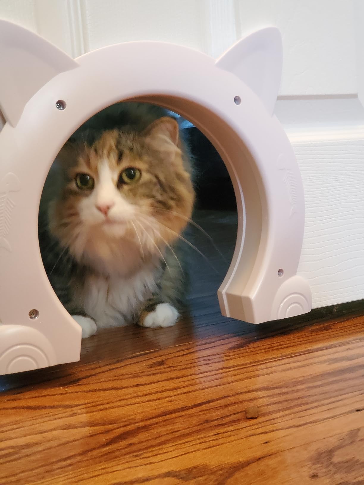 5/mo Finance ikuso Indoor Cat Door, Cat Door for Interior Door, Pet Doors for Cat, Kitties