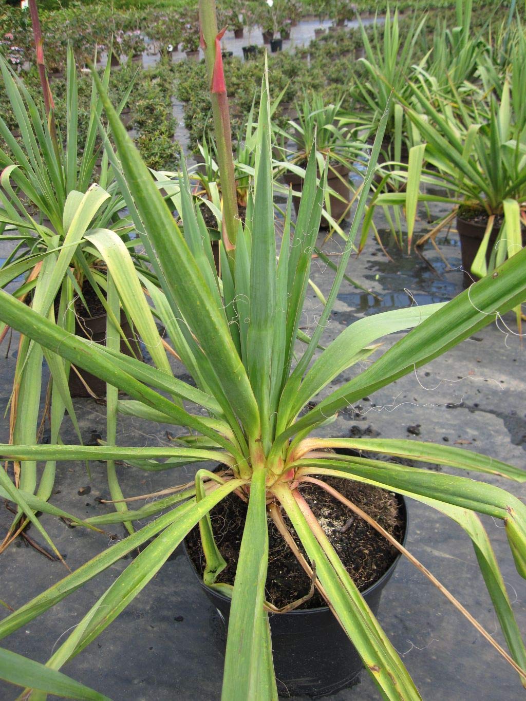 Yucca filamentosa - Fädige Palmlilie - 40-60cm