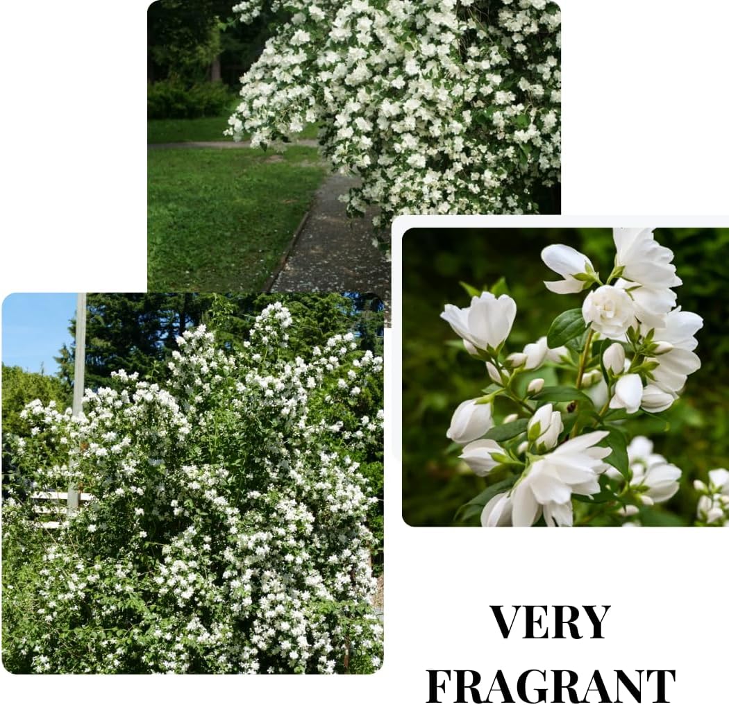 Mock Orange Bush, Philadelphus Shrub Live Plant, Sweet Fragrant Mock Orange Plants Tree Live in Pot, 5-8 Inc Tall
