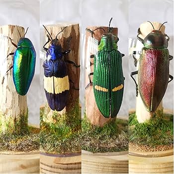 Amazon.co.jp: 昆虫標本、カブトムシ標本、本物の昆虫標本