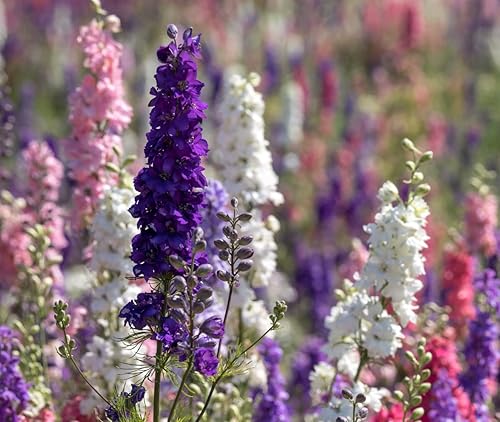 Miniatura 2 de Delphinium Giant Imperial Larkspur 300 Seeds (Delphinium consolida) reliquia - Polinizado abierto