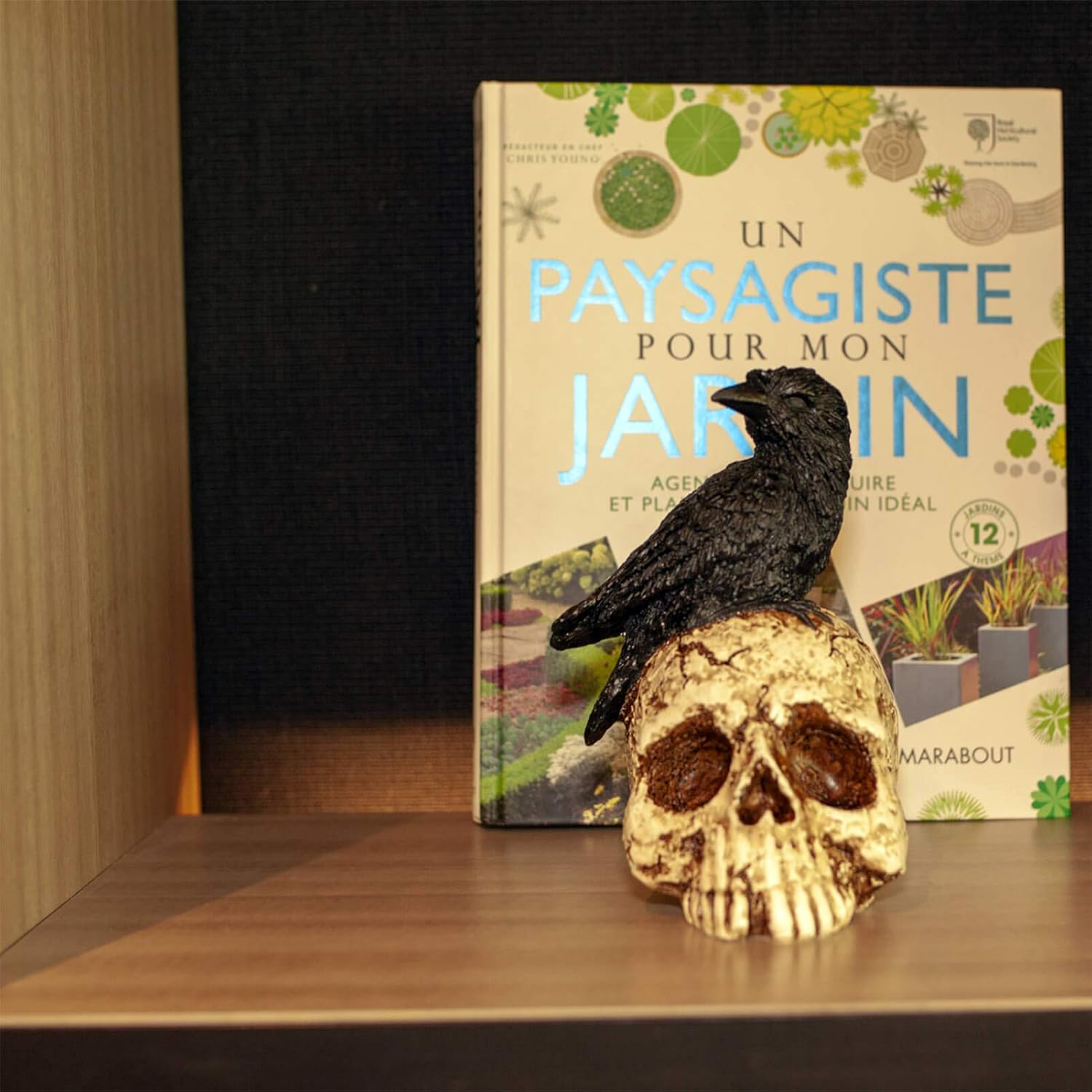 Raven On Skull Halloween Decoration - Gothic Crow On Skull Statue, Bird Perching On Skeleton Figurine, Macabre Ossuary Sculpture : Home & Kitchen
